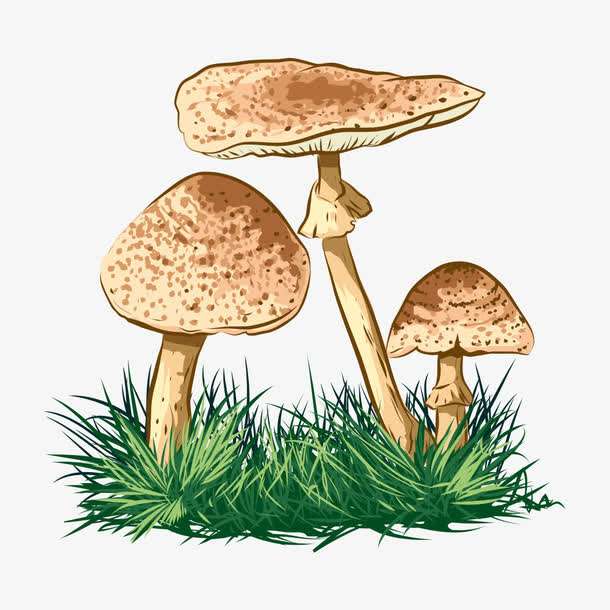 預(yù)警：野生菌中毒怎么防？怎么控？怎么辦？